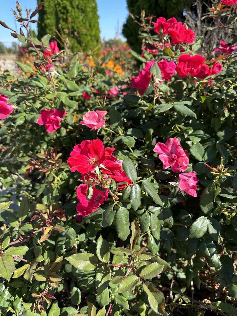 फूल और काँटे का&nbsp;संवाद